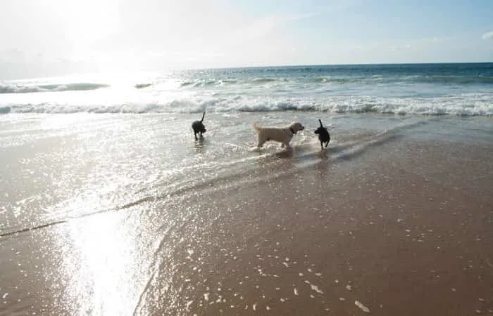 Playa de Bakio